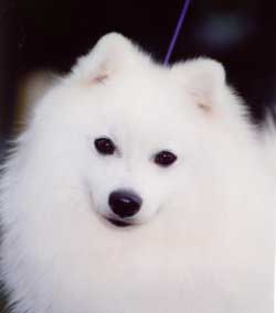 SPITZ JAPONEZ